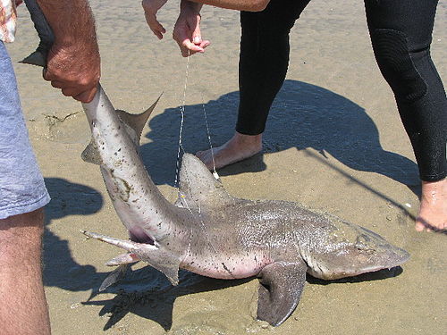 Sharptooth houndshark